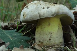 Klikni pro velký obrázek