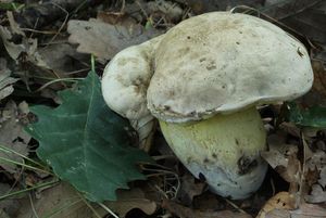 Klikni pro velký obrázek