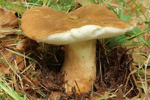 Klikni pro velký obrázek