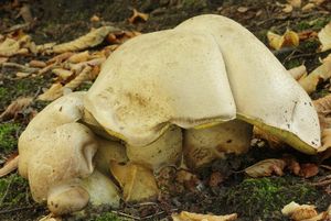 Klikni pro velký obrázek