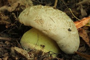 Klikni pro velký obrázek