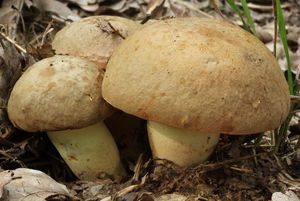 Klikni pro velký obrázek