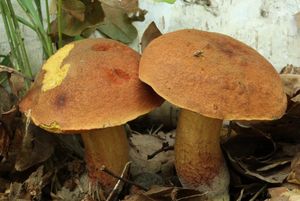 Klikni pro velký obrázek