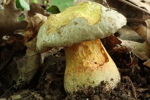 Klikni pro velký obrázek