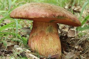 Klikni pro velký obrázek