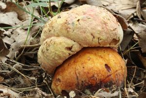 Klikni pro velký obrázek