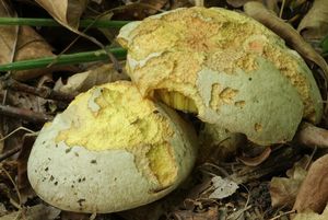 Klikni pro velký obrázek