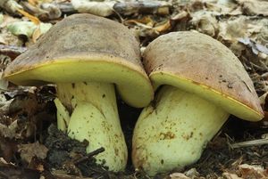 Klikni pro velký obrázek