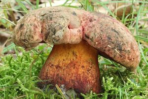 Klikni pro velký obrázek