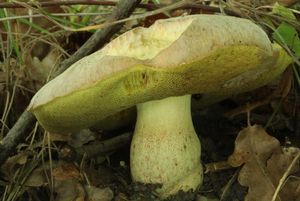 Klikni pro velký obrázek