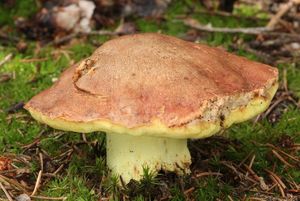 Klikni pro velký obrázek