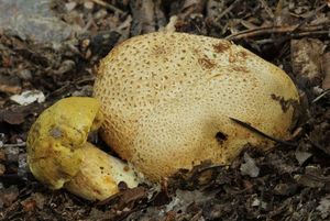 Klikni pro velký obrázek