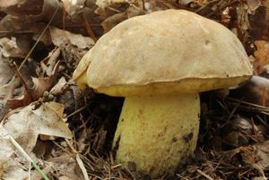 Klikni pro velký obrázek