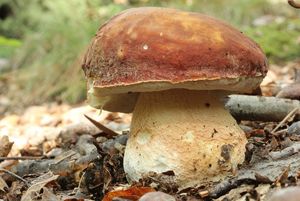 Klikni pro velký obrázek