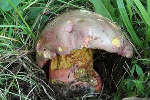 Klikni pro velký obrázek