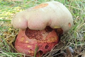 Klikni pro velký obrázek