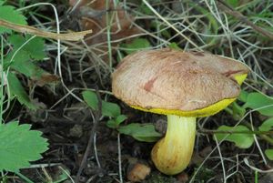 Klikni pro velký obrázek