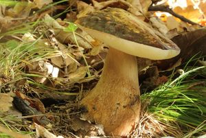 Klikni pro velký obrázek