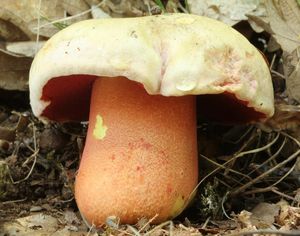 Klikni pro velký obrázek