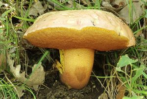 Klikni pro velký obrázek