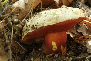 Klikni pro velký obrázek