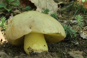 Klikni pro velký obrázek