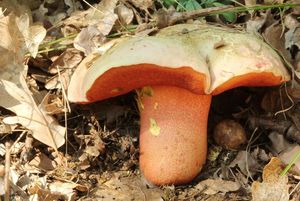 Klikni pro velký obrázek