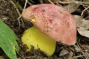 Klikni pro velký obrázek