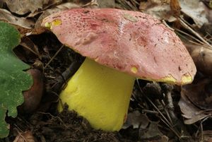 Klikni pro velký obrázek