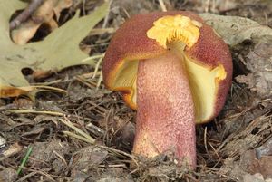 Klikni pro velký obrázek