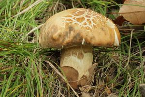 Klikni pro velký obrázek