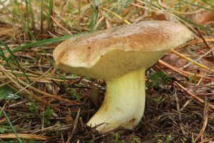 Klikni pro velký obrázek