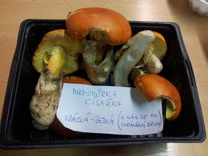 Klikni pro velký obrázek