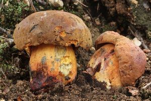 Klikni pro velký obrázek