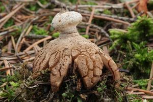 Klikni pro velký obrázek