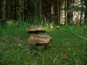 Klikni pro velký obrázek