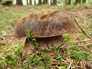 Klikni pro velký obrázek