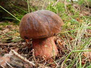 Klikni pro velký obrázek