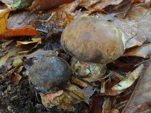 Klikni pro velký obrázek