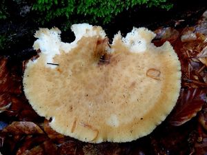 Klikni pro velký obrázek