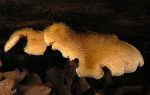 Klikni pro velký obrázek