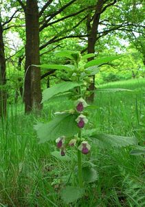 Klikni pro velký obrázek