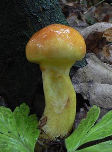 Klikni pro velký obrázek