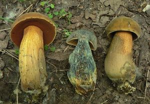 Klikni pro velký obrázek