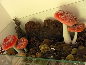 Klikni pro velký obrázek