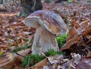 Klikni pro velký obrázek