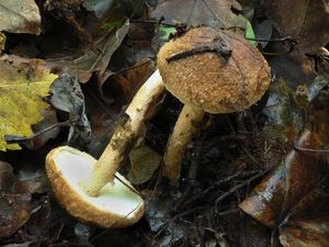 Klikni pro velký obrázek