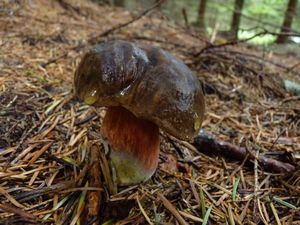 Klikni pro velký obrázek