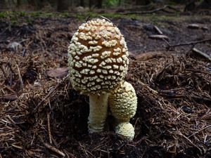 Klikni pro velký obrázek