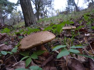 Klikni pro velký obrázek